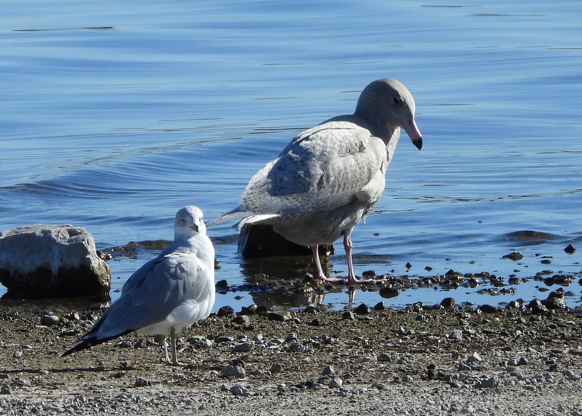 Glaucous Gull - ML646668816