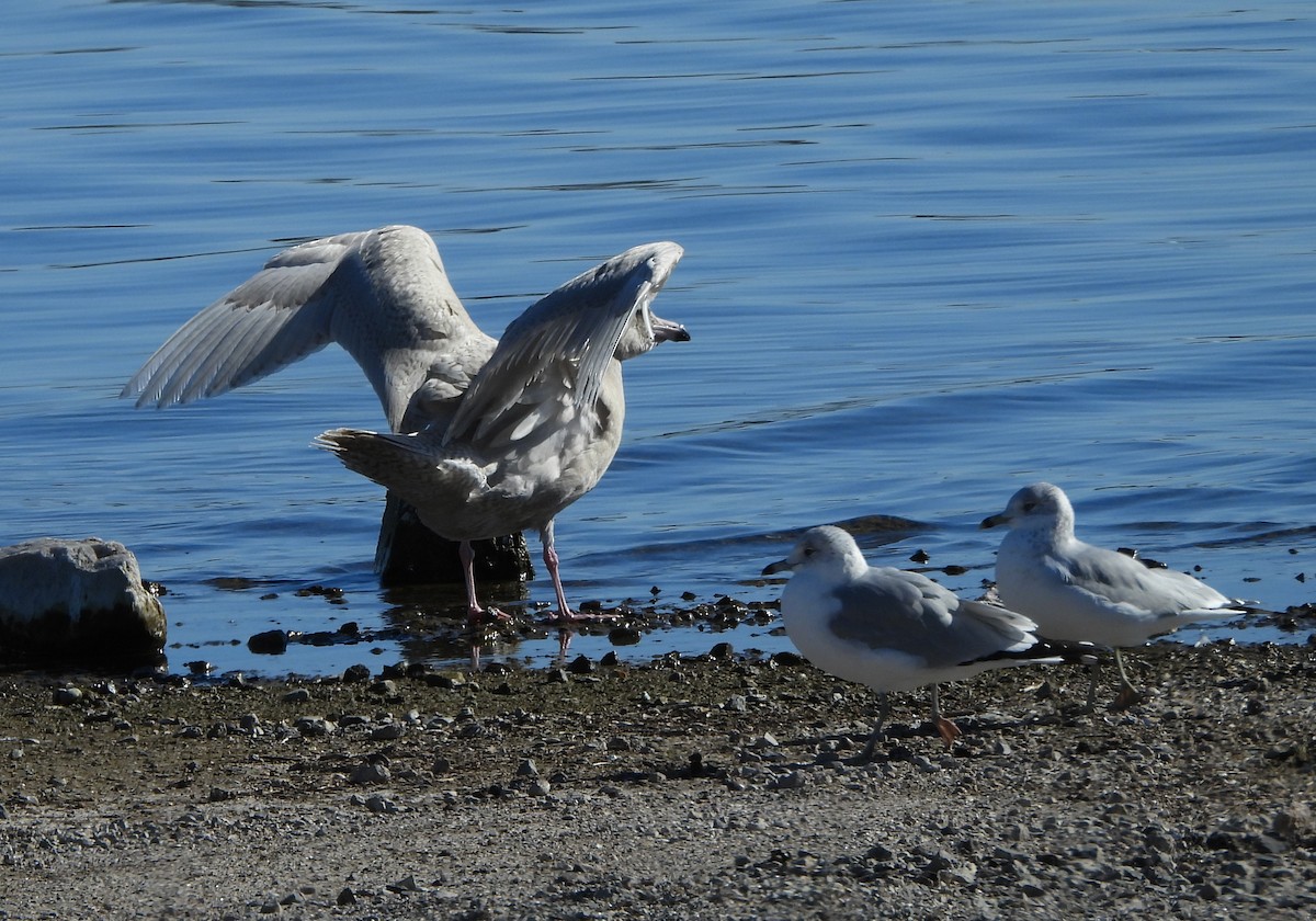 Glaucous Gull - ML646668817