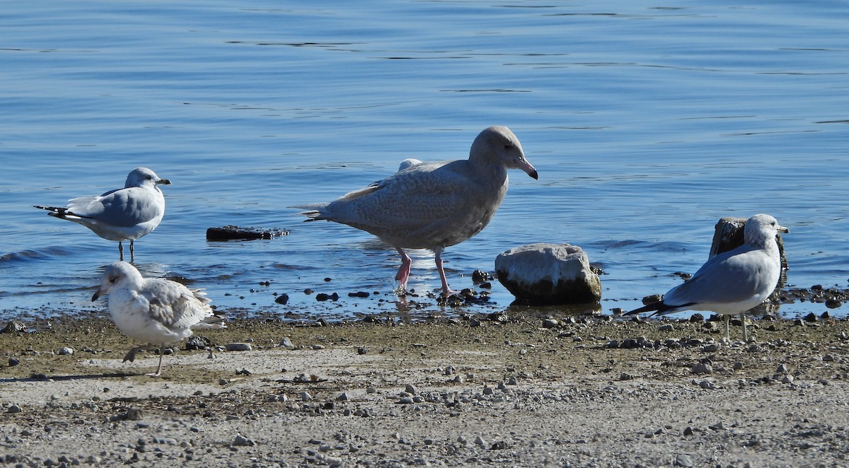 Glaucous Gull - ML646668818