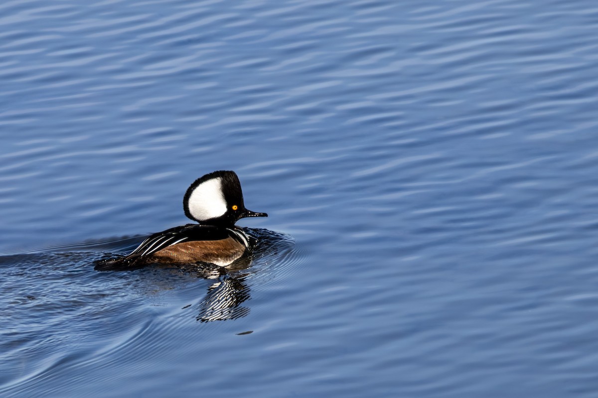 Hooded Merganser - ML646668819