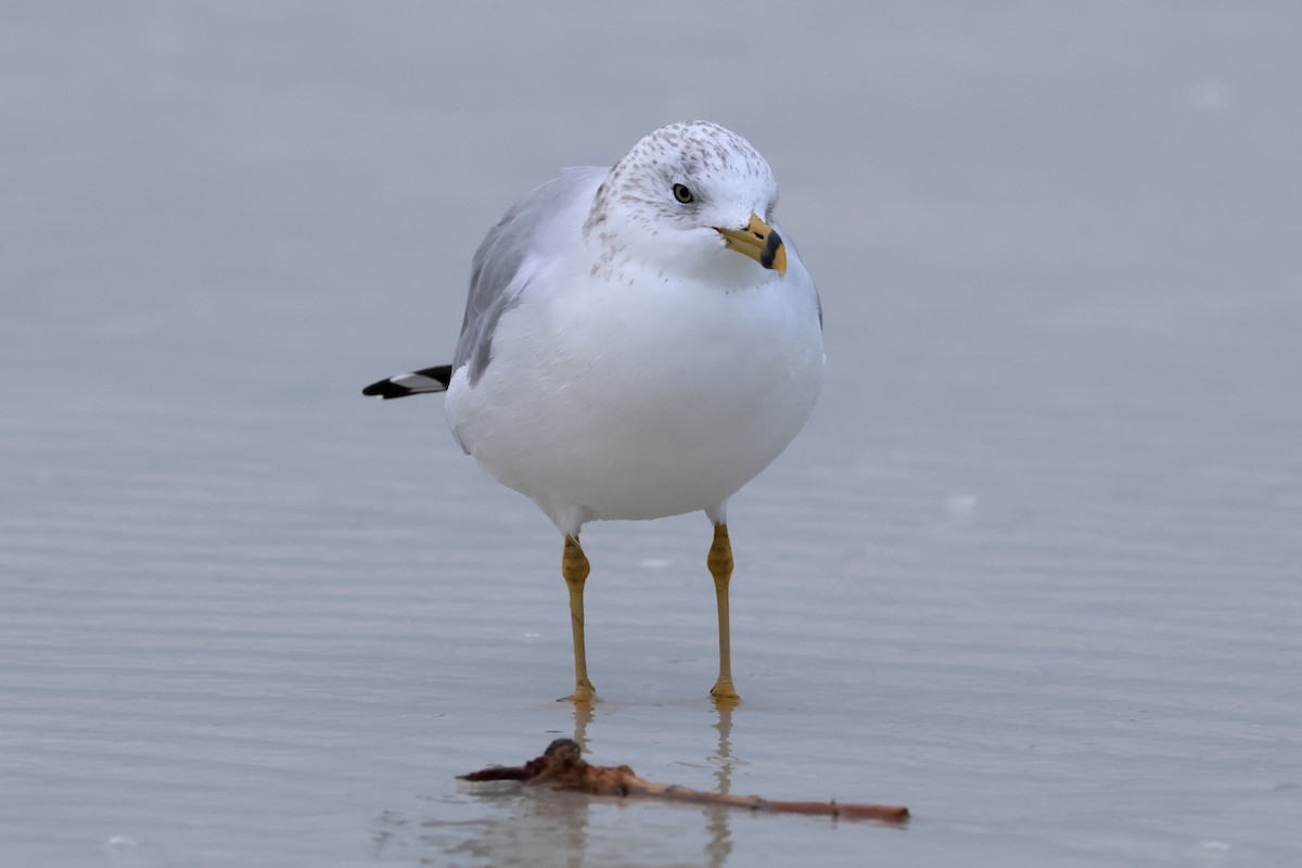 Ring-billed Gull - ML646668820