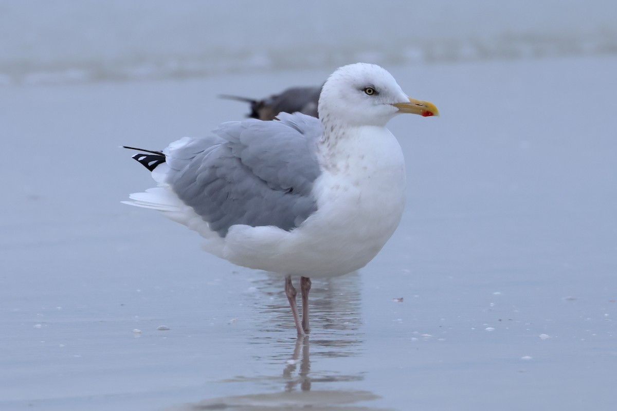 American Herring Gull - ML646668822