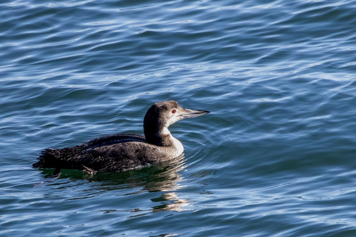 Common Loon - ML646668823