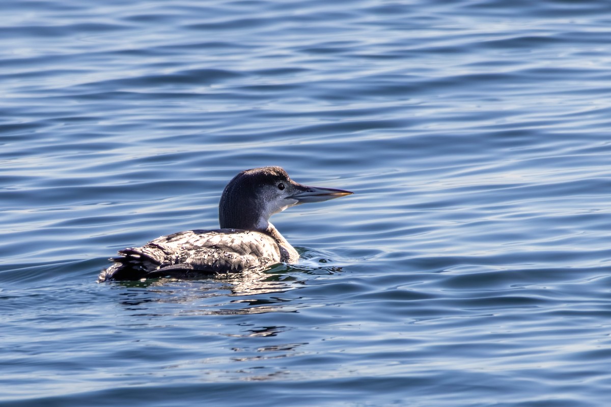 Common Loon - ML646668824