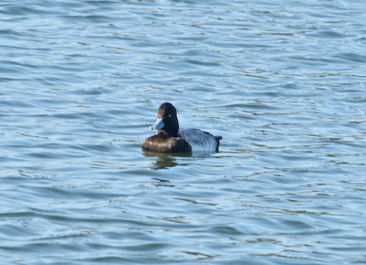 Lesser Scaup - ML646668825