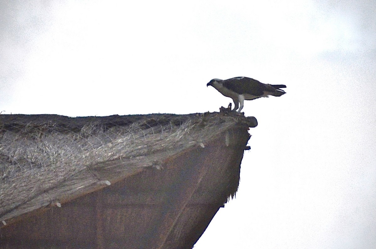 Osprey - ML646668826