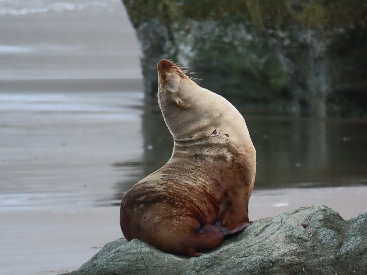 California Sea Lion - ML646668827