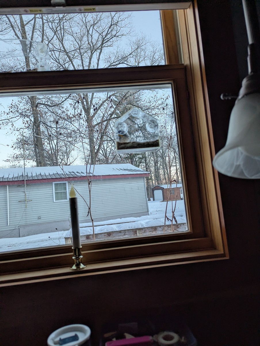 Yellow-throated Warbler - ML646668828