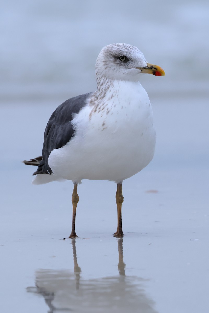 Lesser Black-backed Gull - ML646668829