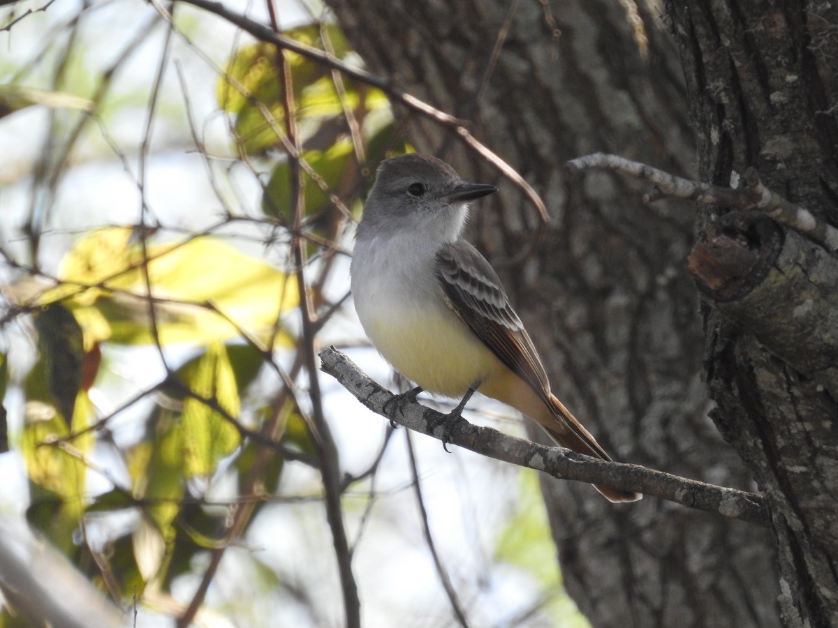 Пепельногорлый миарх - ML646668830