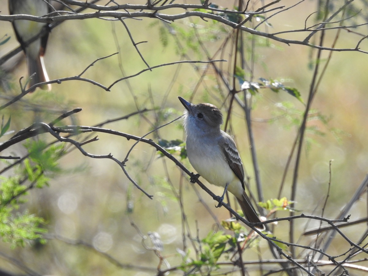 Пепельногорлый миарх - ML646668832