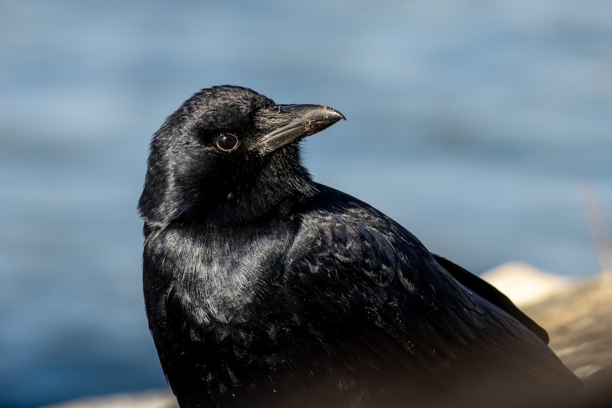 Fish Crow - ML646668833