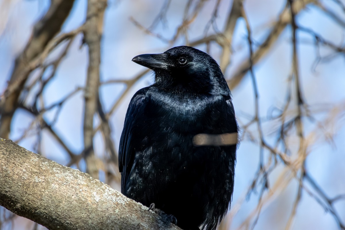 Fish Crow - ML646668836