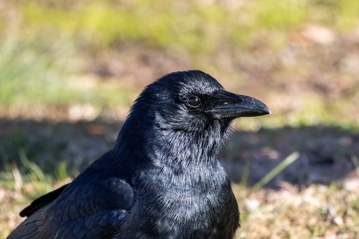 Fish Crow - ML646668837