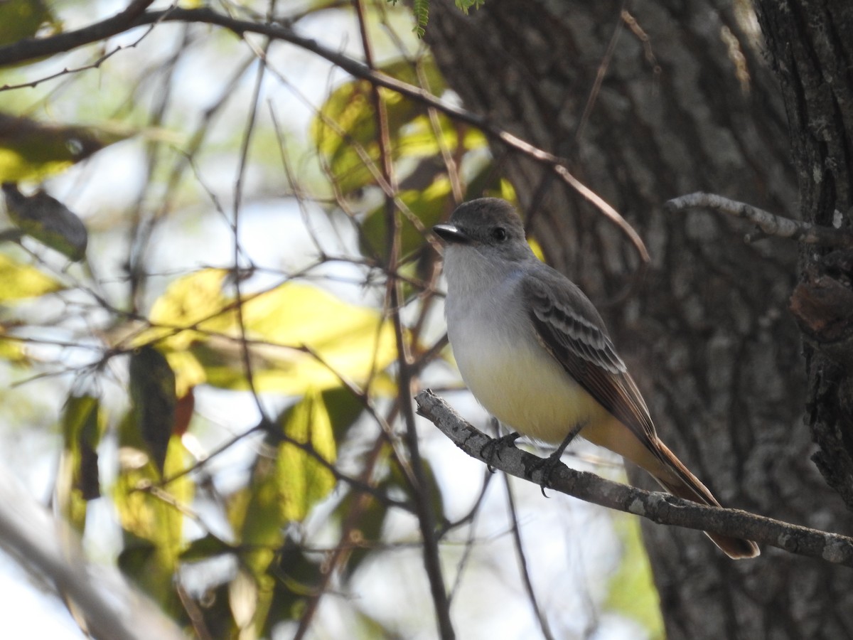 Пепельногорлый миарх - ML646668838
