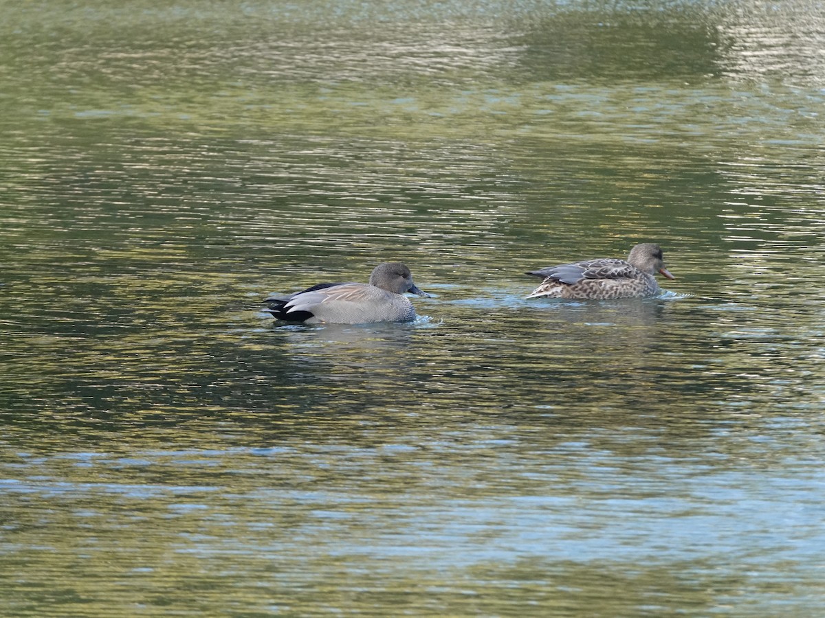 Gadwall - ML646668839