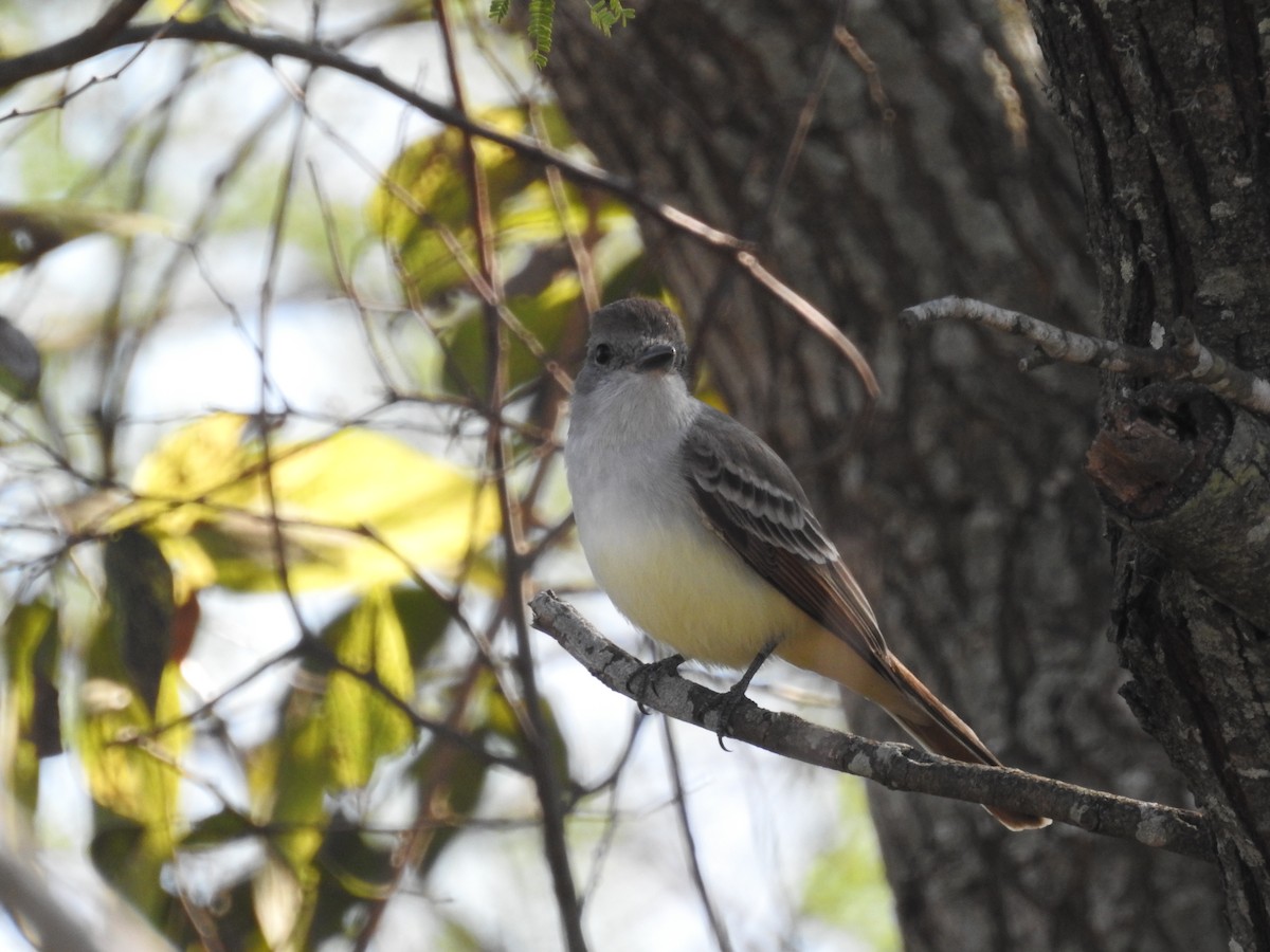 Пепельногорлый миарх - ML646668840