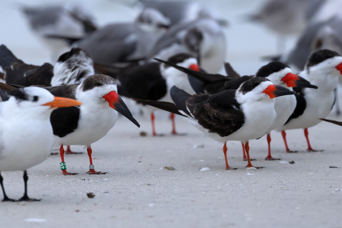 Black Skimmer - ML646668841