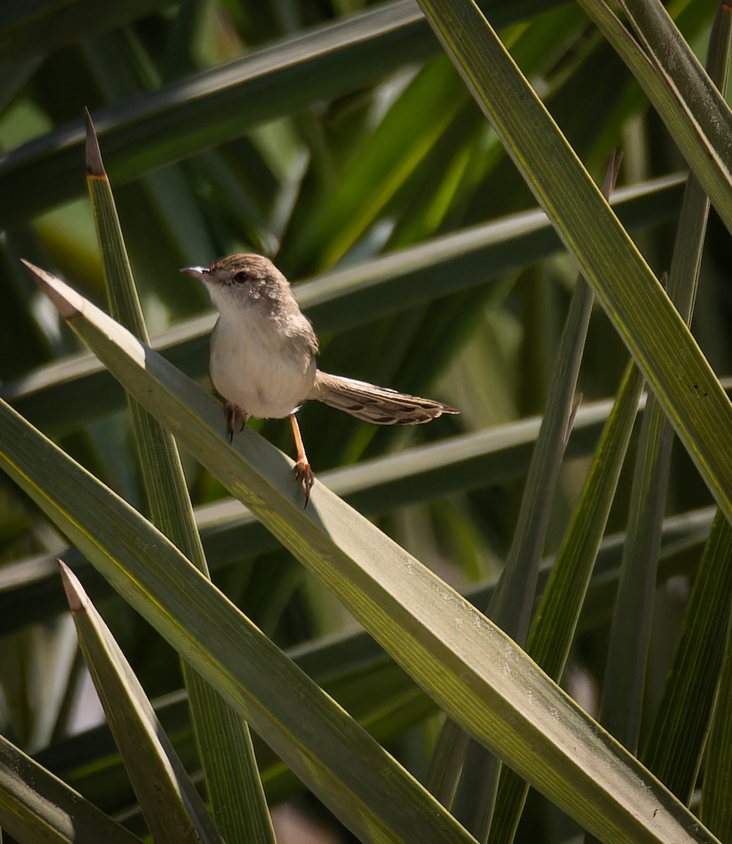 Prinia délicate - ML646668842
