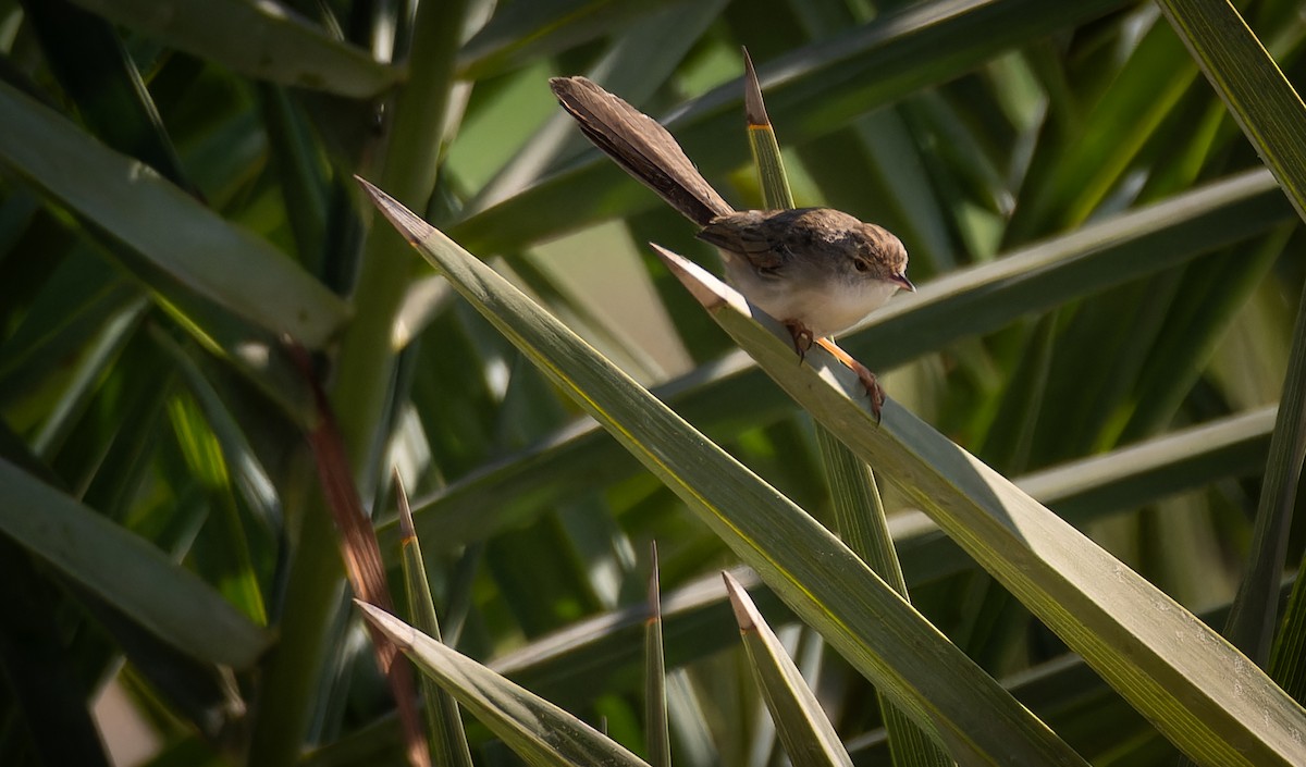 Prinia délicate - ML646668844