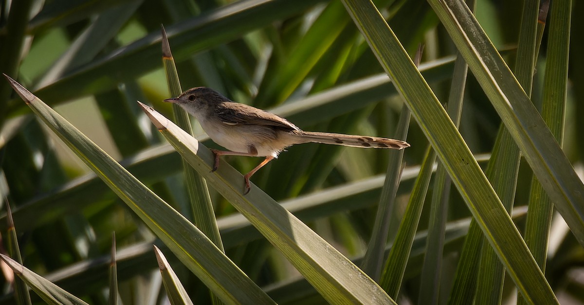 Prinia délicate - ML646668845