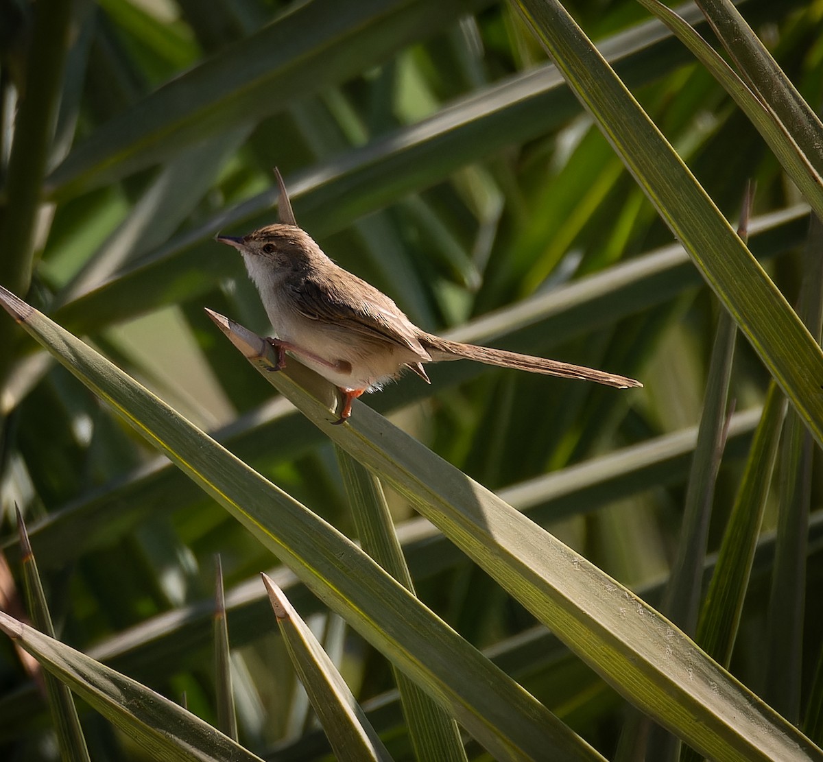 Prinia délicate - ML646668846