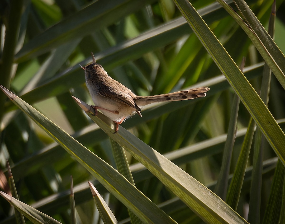 Prinia délicate - ML646668847