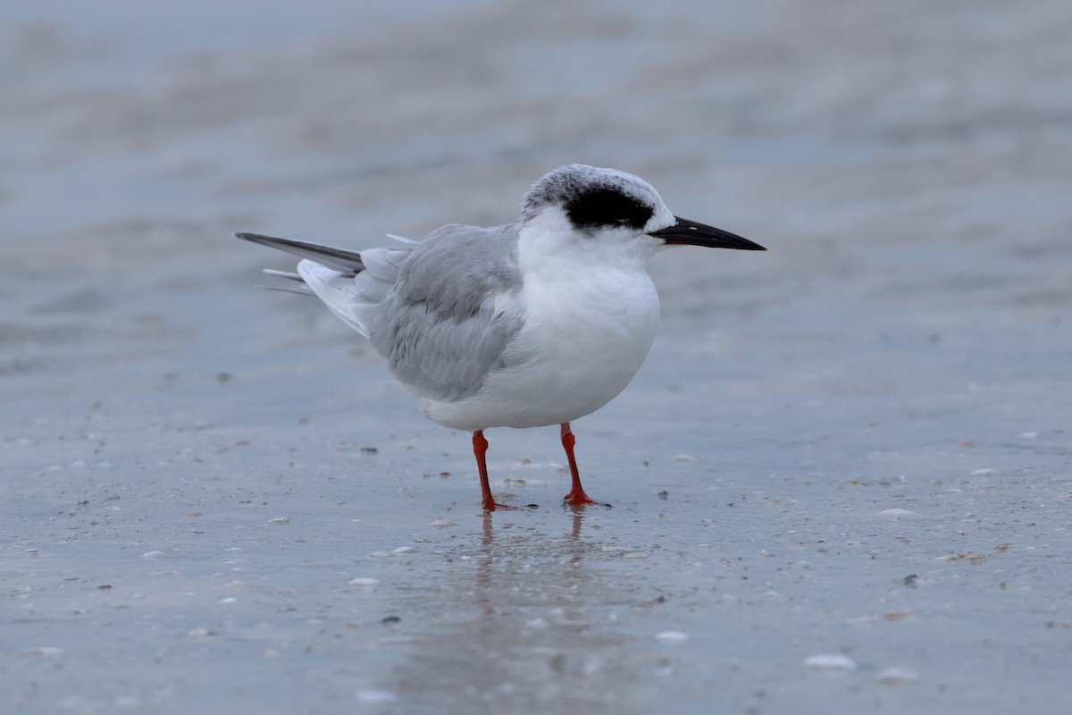 Forster's Tern - ML646668849