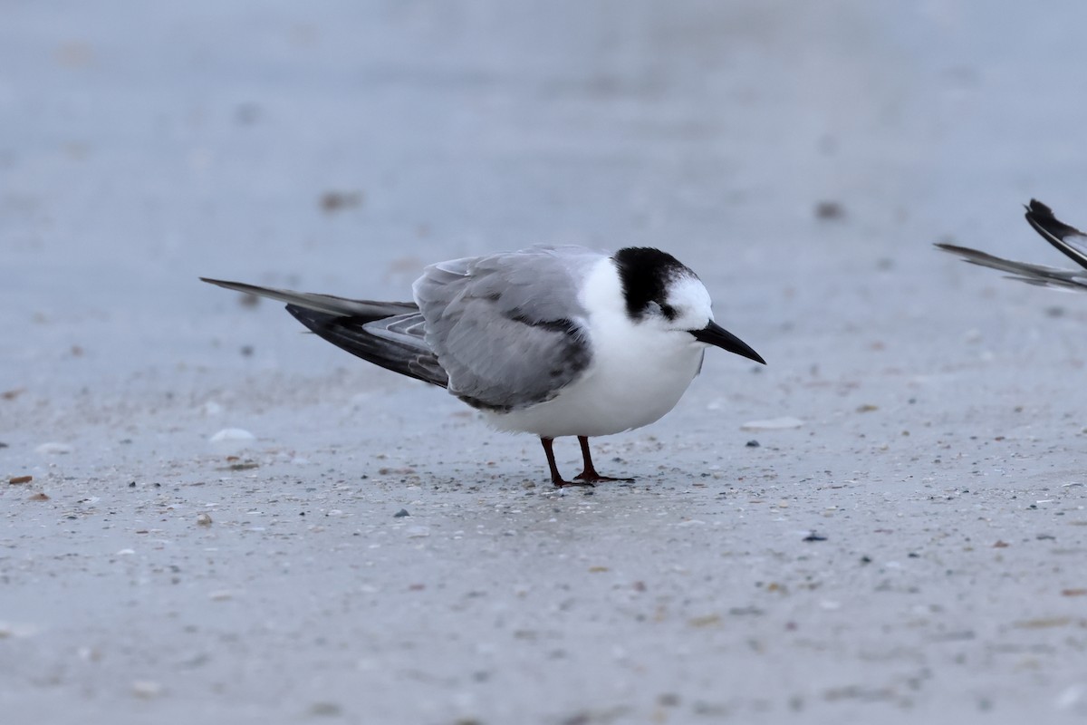 Крячок річковий - ML646668851