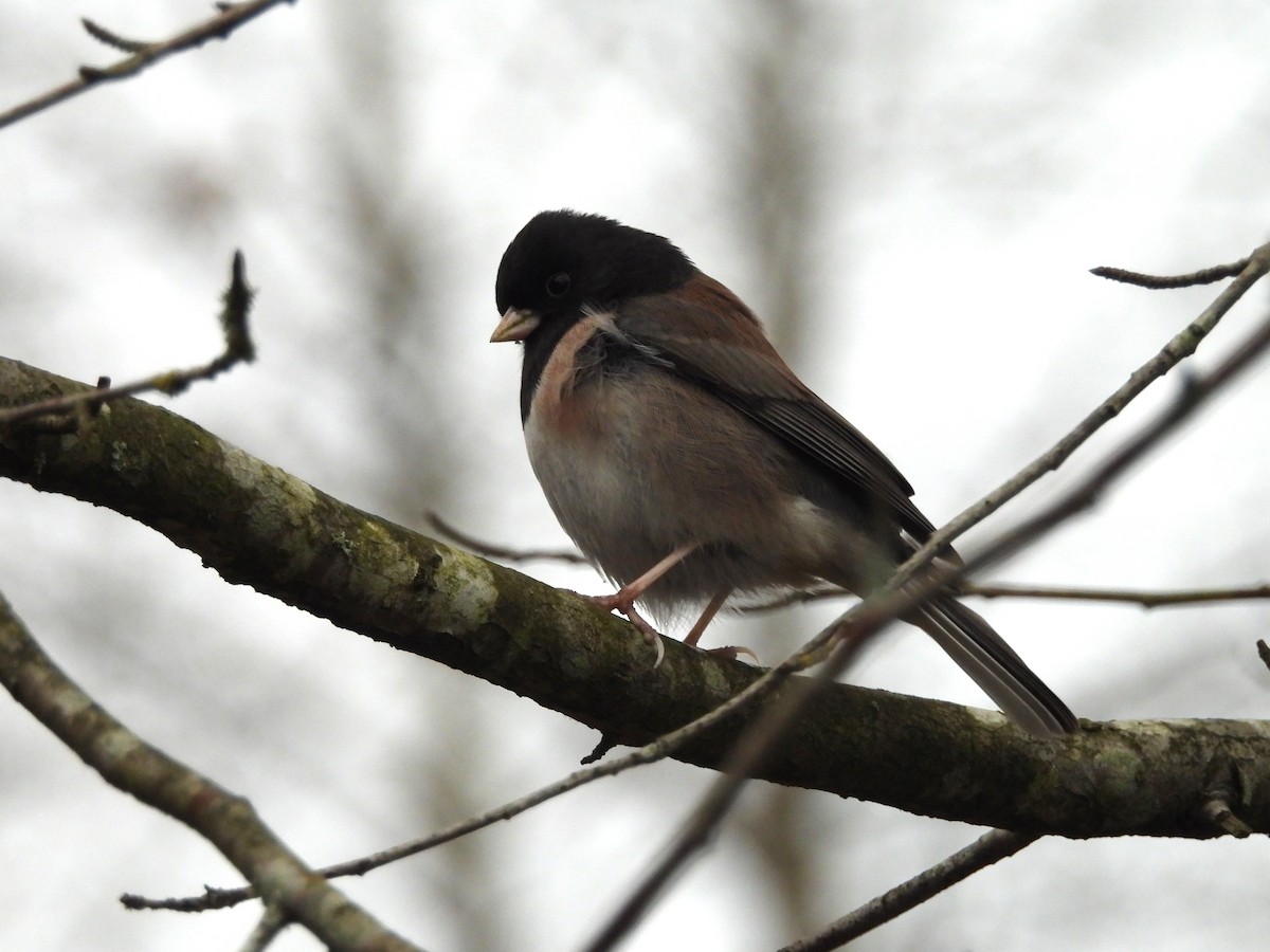 Dark-eyed Junco - ML646668854