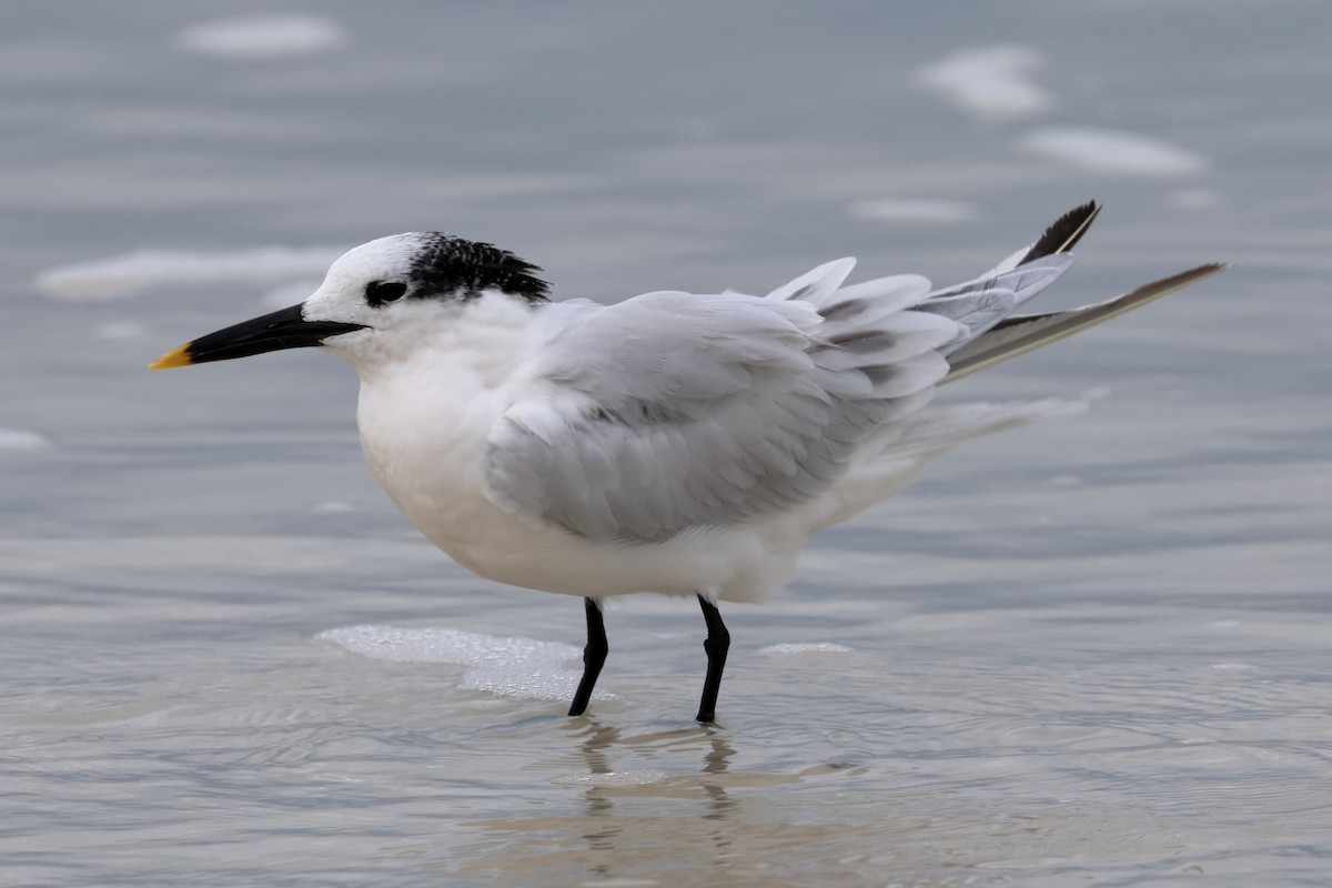 Крячок рябодзьобий - ML646668855