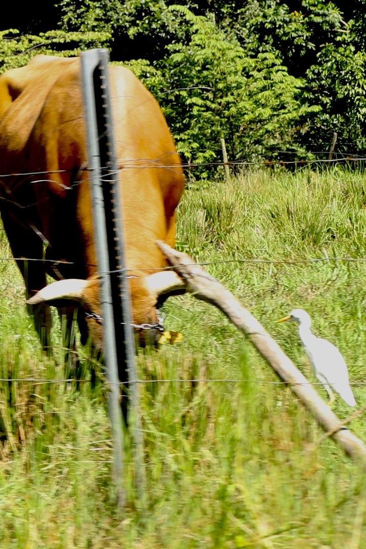 ニシアマサギ - ML646668858