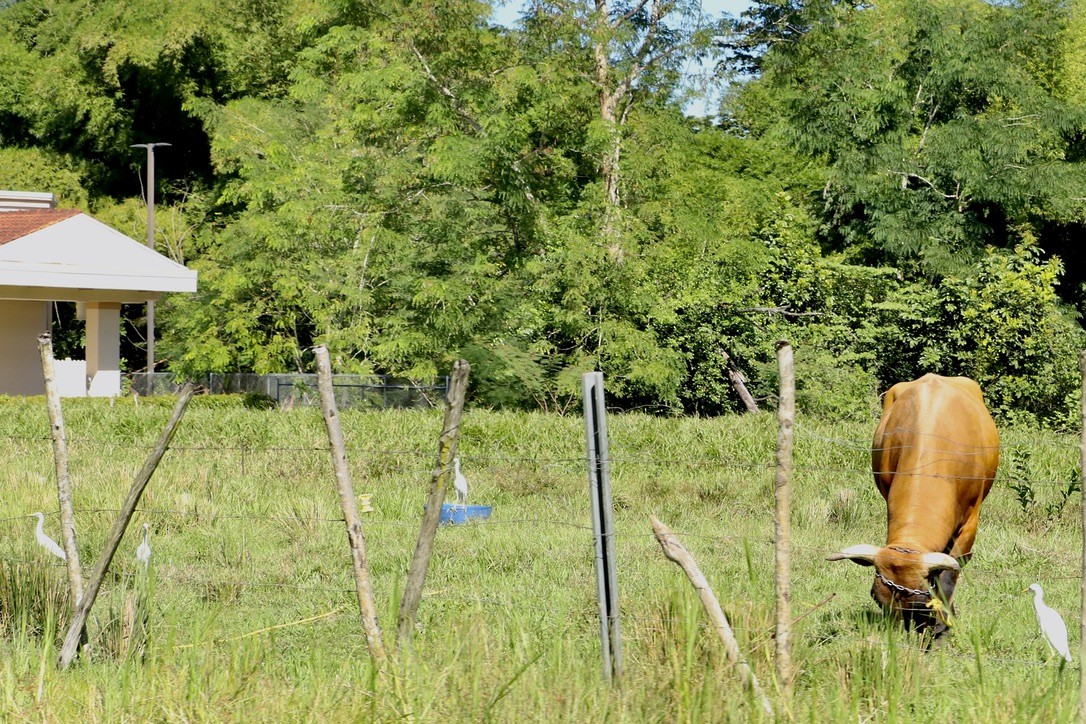 ニシアマサギ - ML646668859