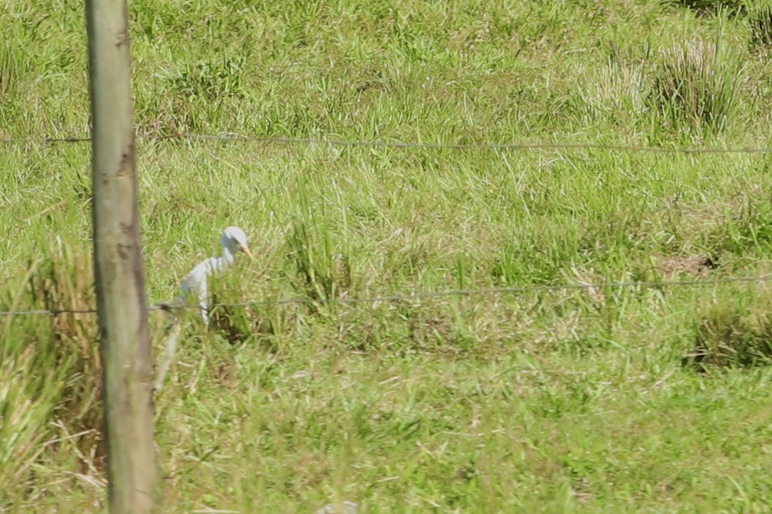 ニシアマサギ - ML646668860