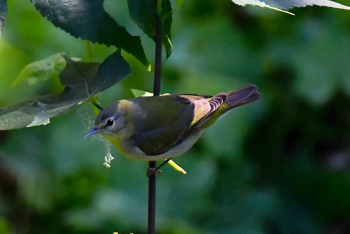 Tennessee Warbler - ML646668861