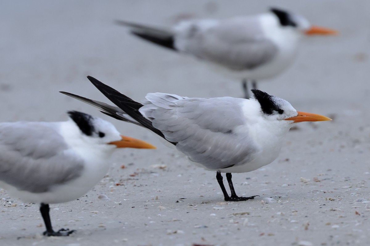 Royal Tern - ML646668862