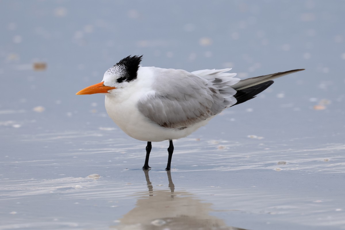 Royal Tern - ML646668863