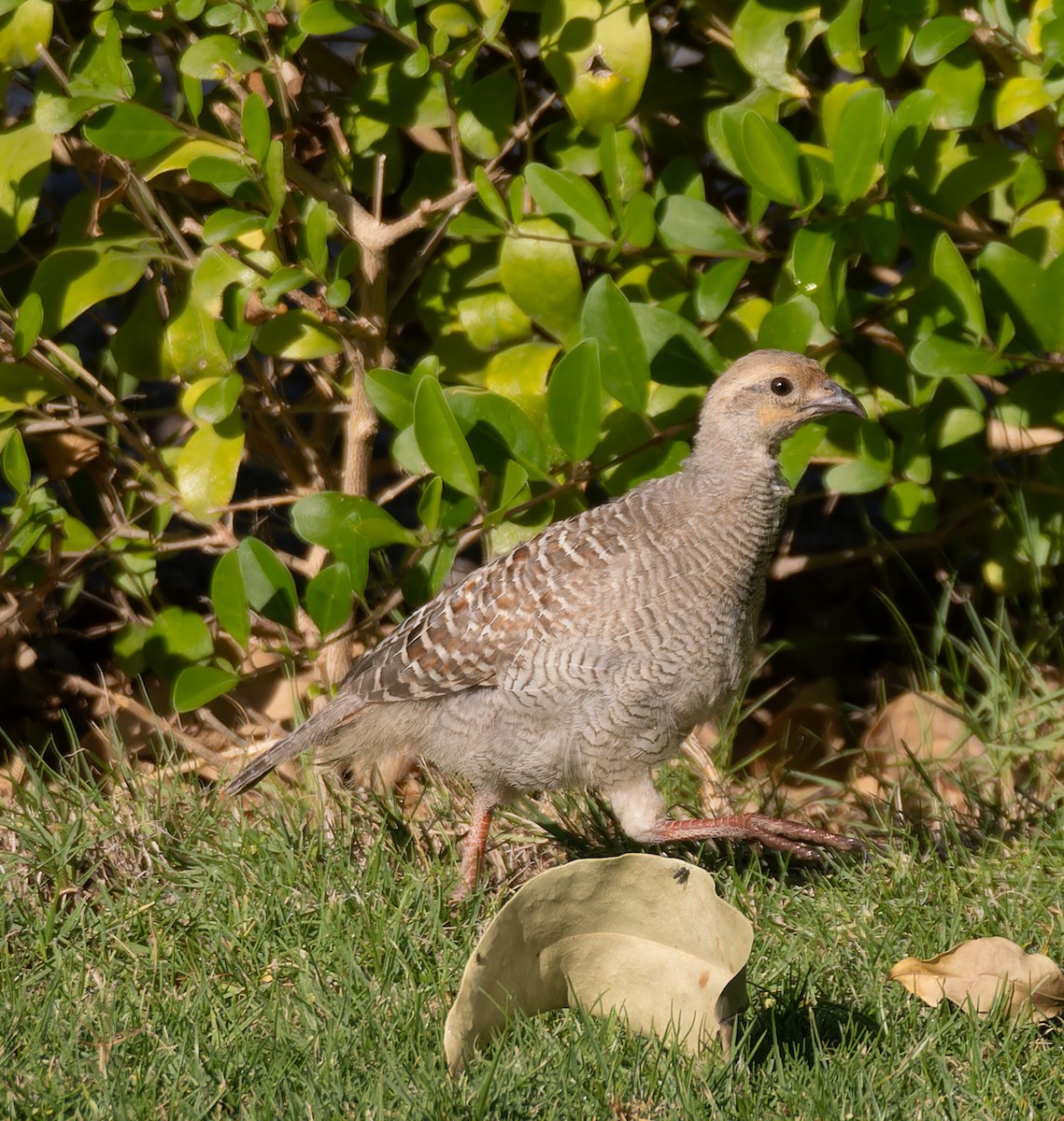 Francolin gris - ML646668864