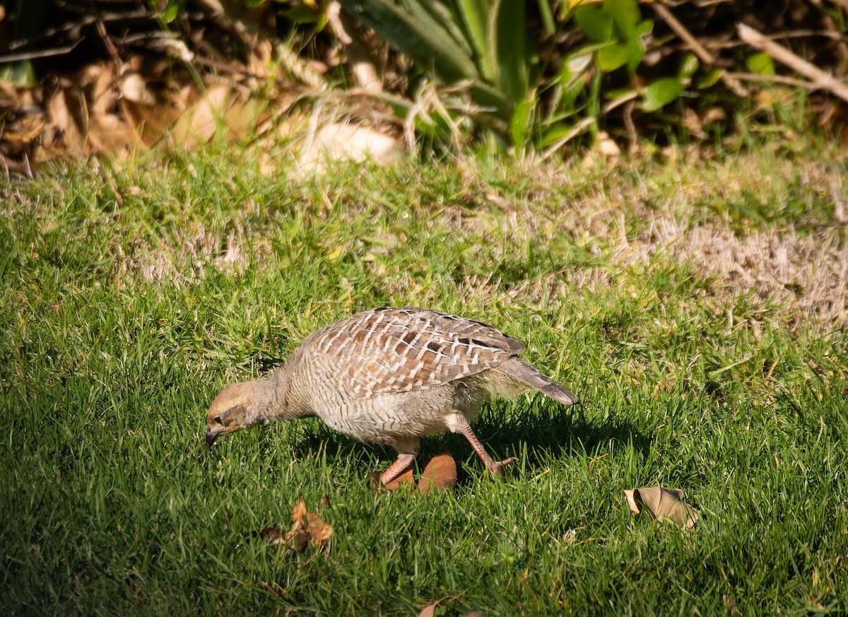 Francolin gris - ML646668865