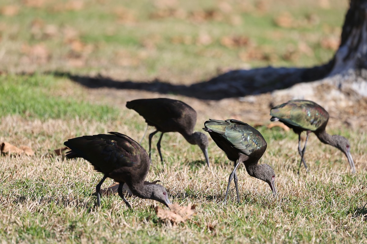 Beltzaran musuzuria - ML646668866