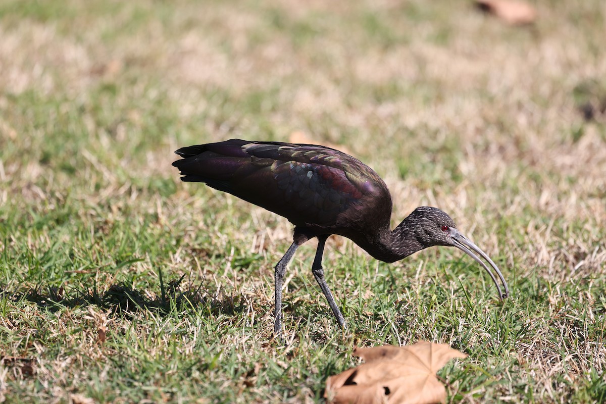 Beltzaran musuzuria - ML646668867