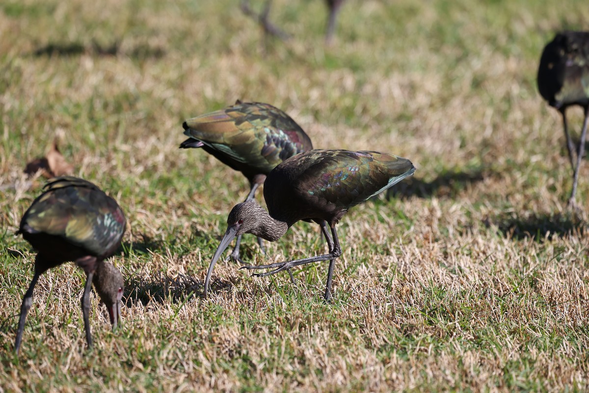 Beltzaran musuzuria - ML646668868