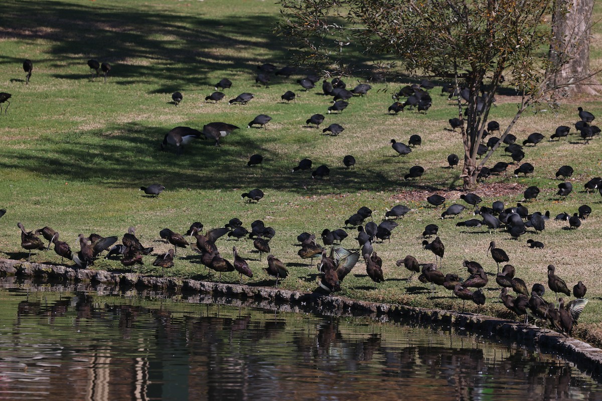 Beltzaran musuzuria - ML646668869