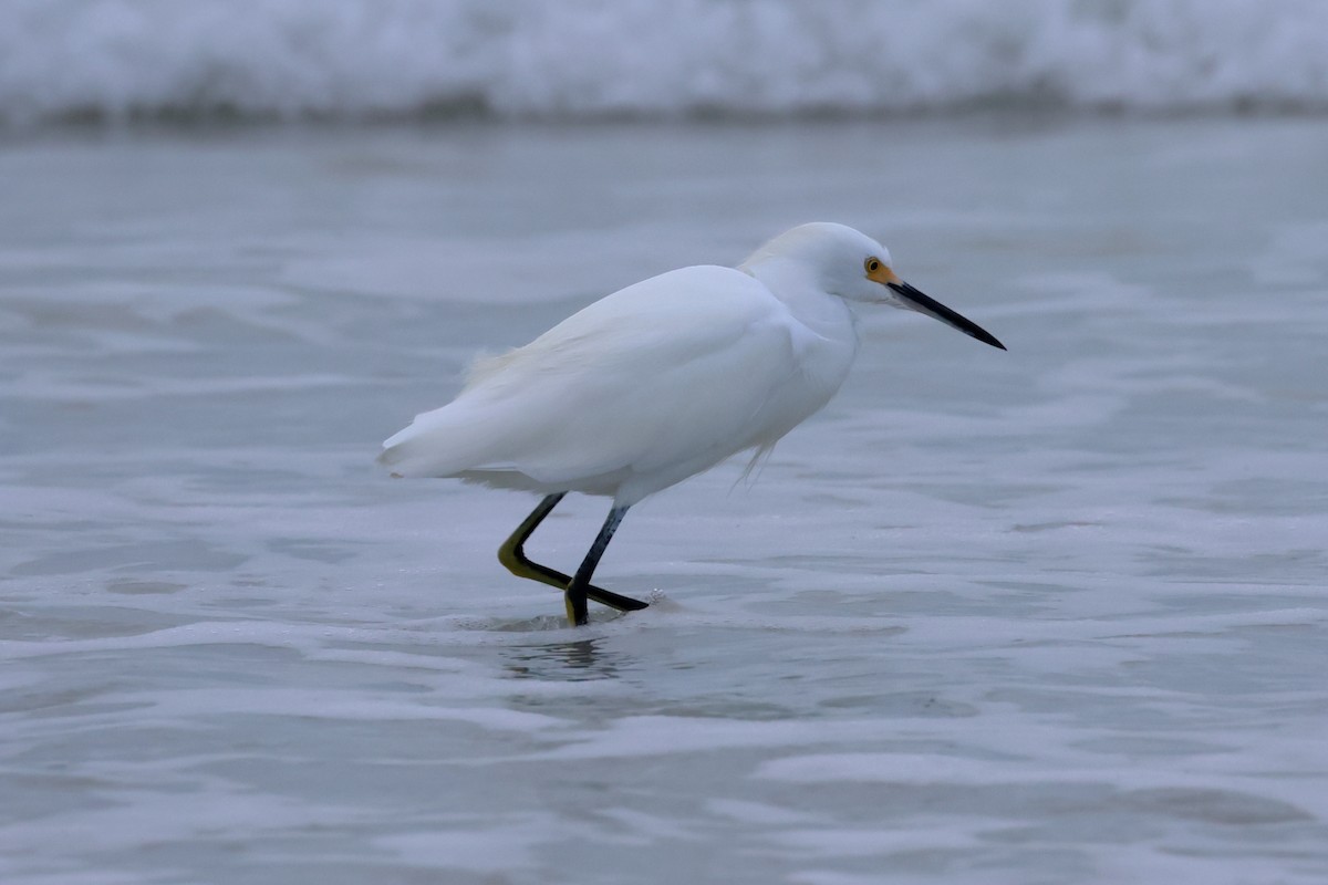 Snowy Egret - ML646668870