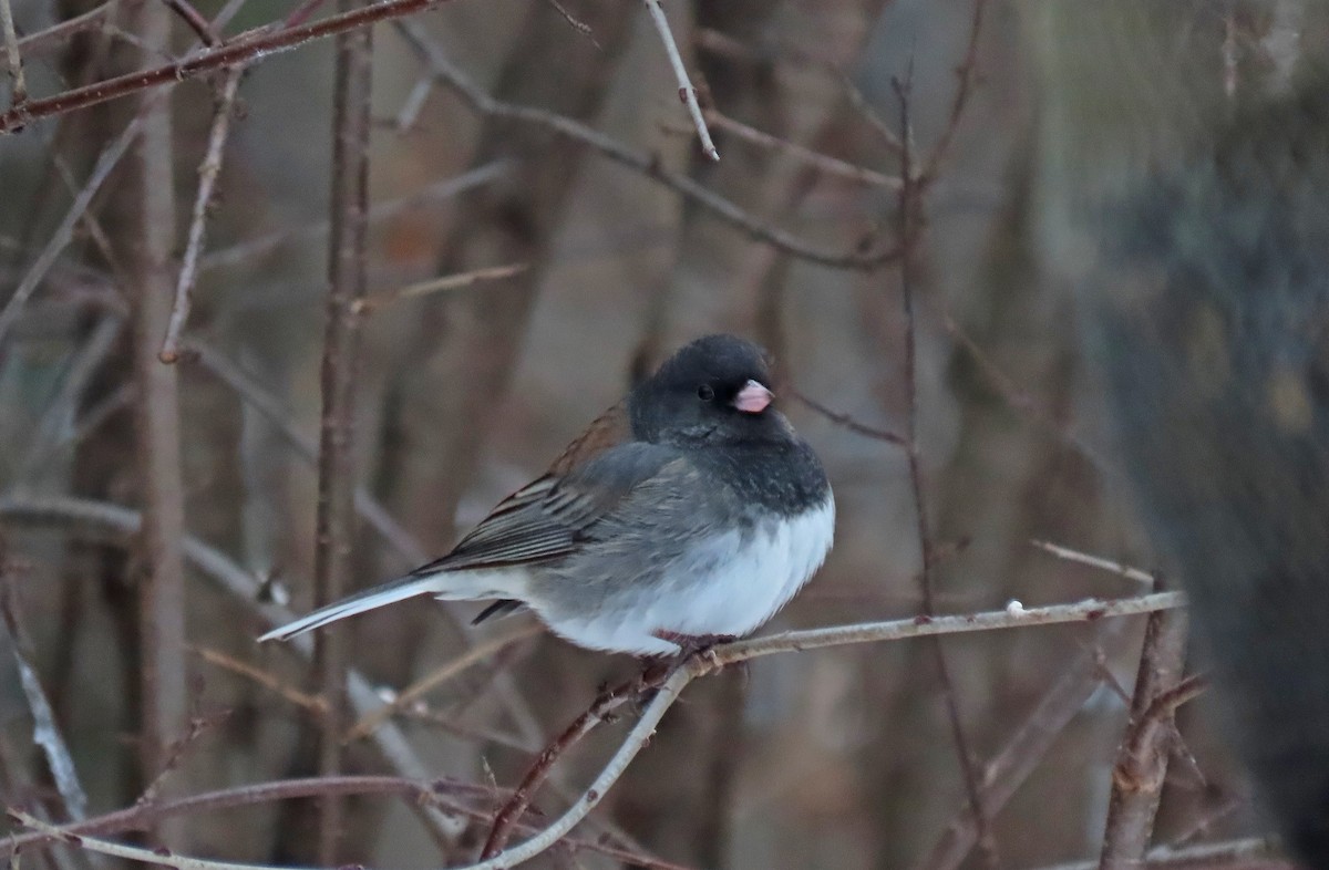 Dark-eyed Junco (cismontanus) - ML646668871