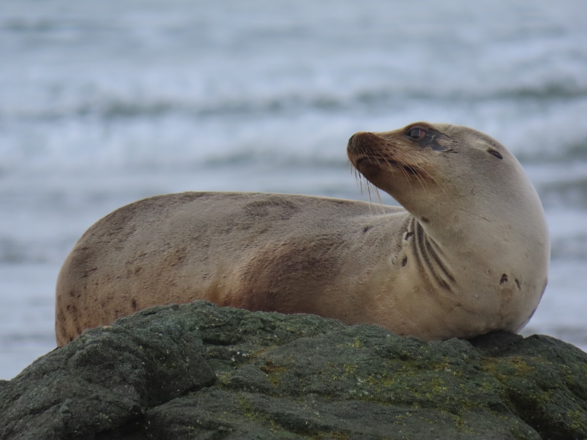 California Sea Lion - ML646668872