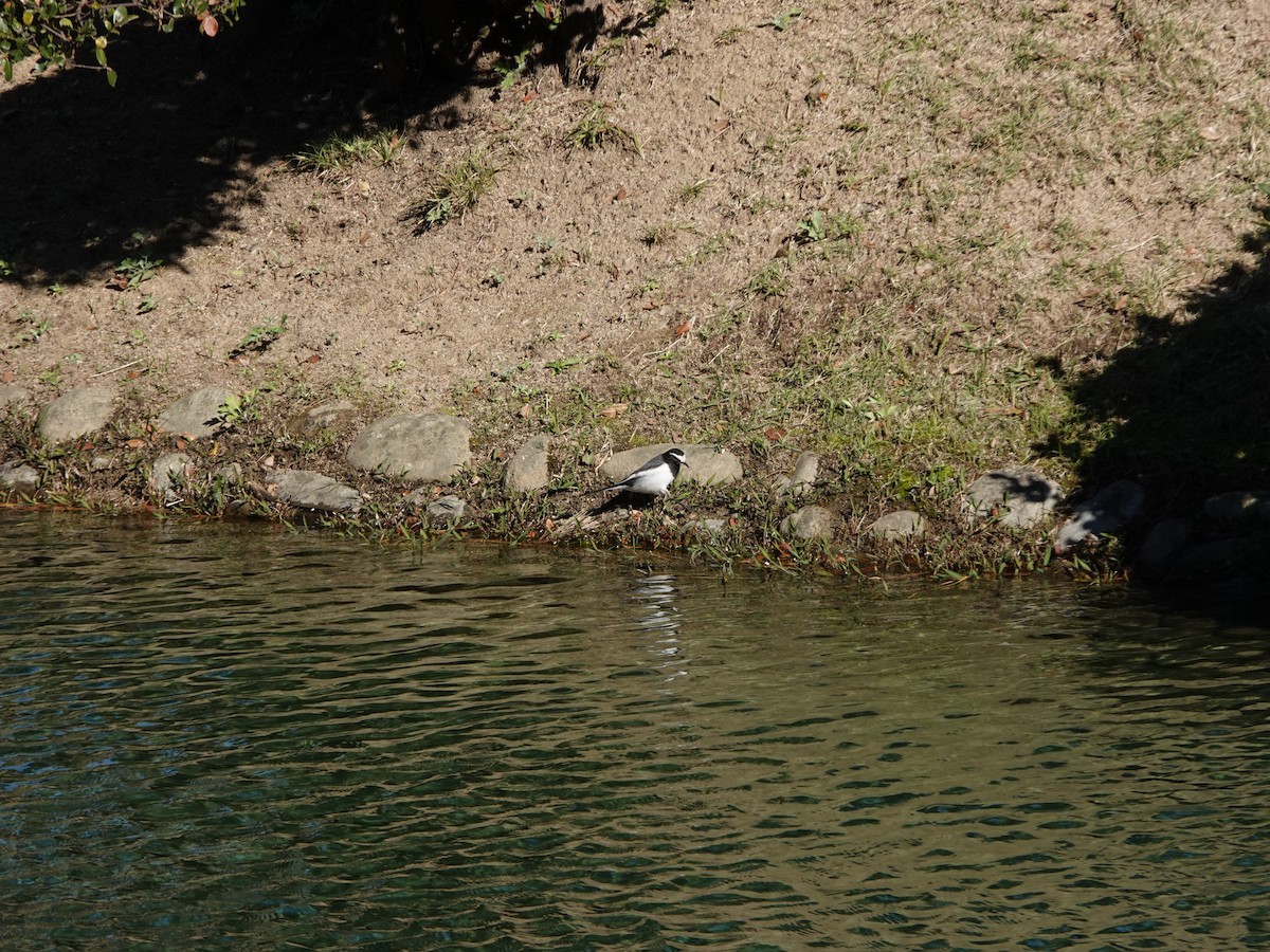 Japanese Wagtail - ML646668873