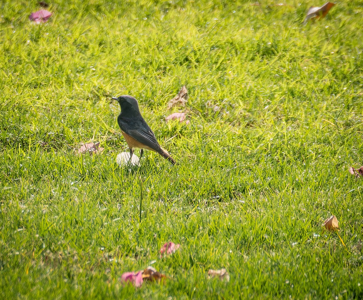 Rougequeue noir - ML646668874