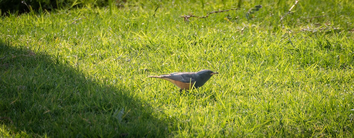 Rougequeue noir - ML646668876