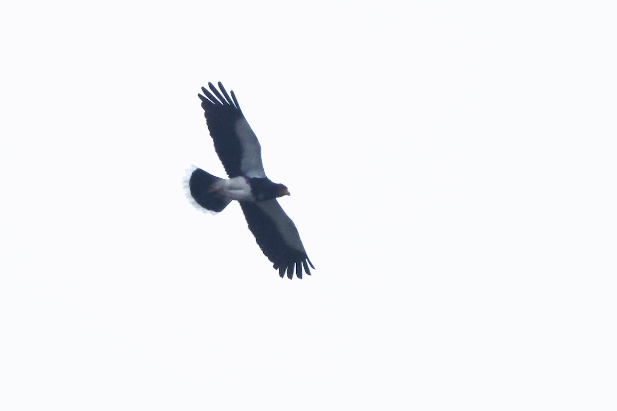 Mountain Caracara - ML646668877